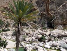 206 Wadi Tiwi.JPG